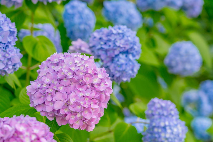 京都府、滋賀県\u201c紫陽花の名所\u201d情報!