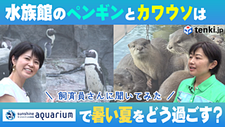 【動画あり】どんな気候が好き？水族館で暮らす生き物について聞いてみた！～カワウソ・ペンギン編～