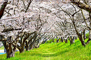 美しい桜に逢いに行こう〜中国地方のさくら名所〜【2023】