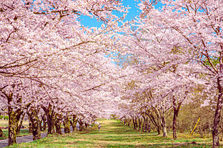 美しい桜に逢いに行こう〜北関東のさくら名所〜【2023】