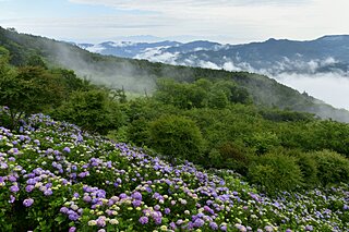 雨だからこそ登りたい山がある！紫陽花が美しい関東の低山4選