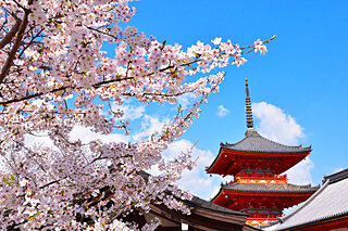 春の京都を満喫！「桜まつり」「夜桜ライトアップ」を楽しめるお花見スポット4選