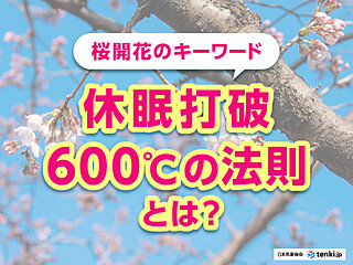 桜の開花、どう起こる？ カギとなる「休眠打破」や開花の目安がわかる「600℃の法則」とは