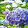 梅雨入り・明け